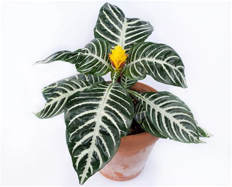 Plant profiles: Aphelandra squarrosa (zebra plant) — Stamen & Stem