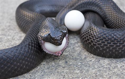 kingsnake.com photo gallery > Bull/Gopher/Pine Snakes > Black Pine ...