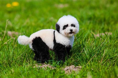 Panda Dogs - 7 Dog Breeds That Look Like Pandas! | Dog Food Care