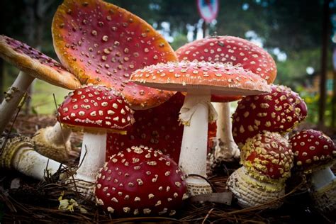 Amanita Muscaria and Christmas, A psychedelic Santa | Taileaters