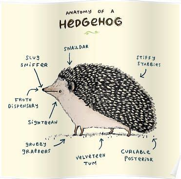 'Anatomy of a Hedgehog' Poster by Sophie Corrigan | Hedgehog art, Hedgehog illustration ...