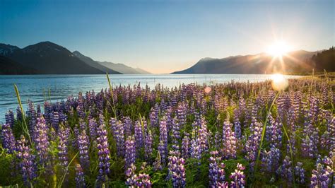 Celebrating the Midnight Sun in Alaska | Travel Alaska