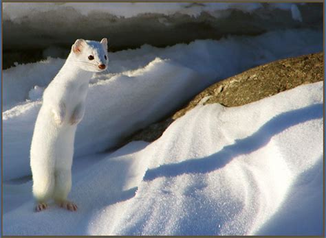 Snow White Weasel for the Monday - I Can Has Cheezburger?