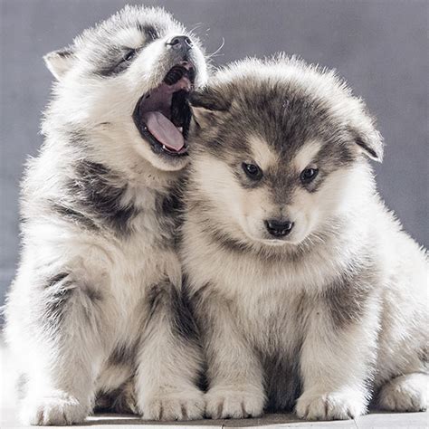 #1 | Alaskan Malamute Puppies For Sale By Uptown Puppies