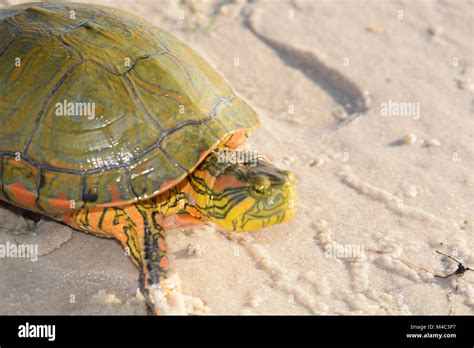 animais na natureza Stock Photo - Alamy