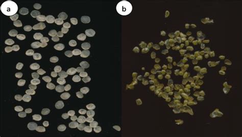 Optical scanning microscopy: the empty alginate beads (a) and alginate... | Download Scientific ...