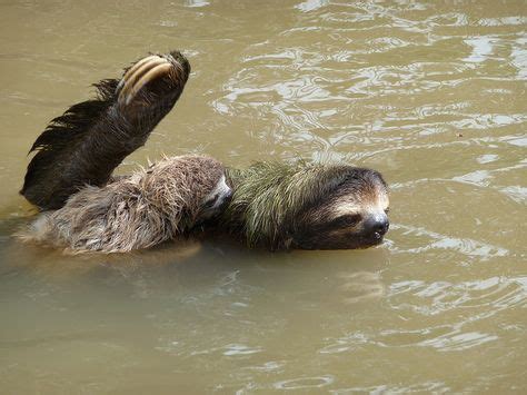 54 Best Sloths swimming images | Sloth, Three toed sloth, Best swimmer