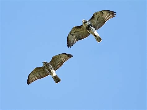 Broad Winged Hawk Vs Red Tailed Hawk