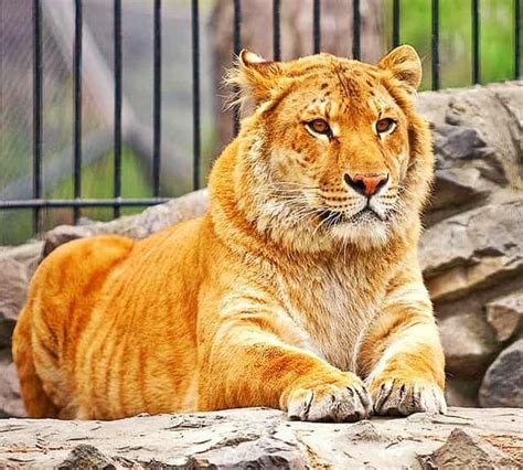 Pin by 365 security solution on Beautiful Nature | Liger, Hybrid cat, Animals