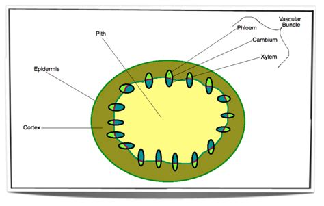 [DIAGRAM] Softwood Stem Diagram - MYDIAGRAM.ONLINE