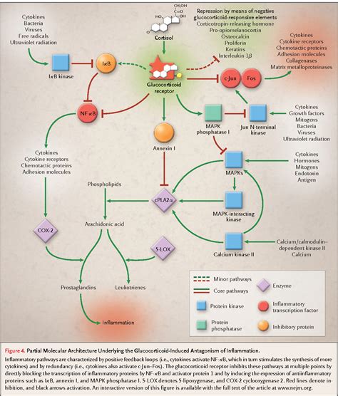 Glucocorticoids Mechanism Of Action