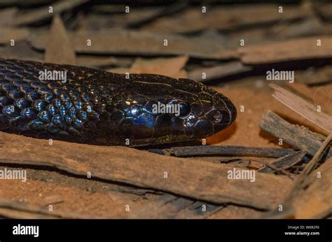 Snake Fangs Venom High Resolution Stock Photography and Images - Alamy