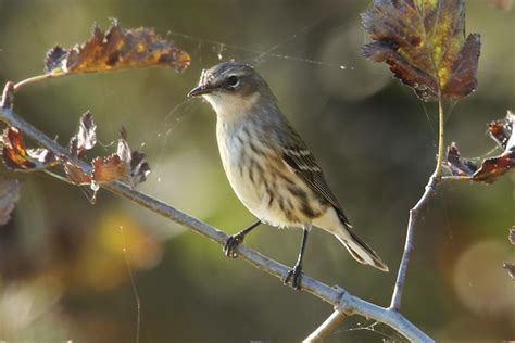 Yellow-rumped Warbler (fall plumage) | Flickr - Photo Sharing!