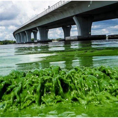 HAB picture of Microcystis aeruginosa bloom in the St. Lucie Estuary in... | Download Scientific ...