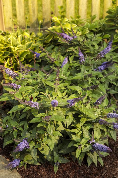 Buddleia - Pugster Blue® - Pleasant View Gardens