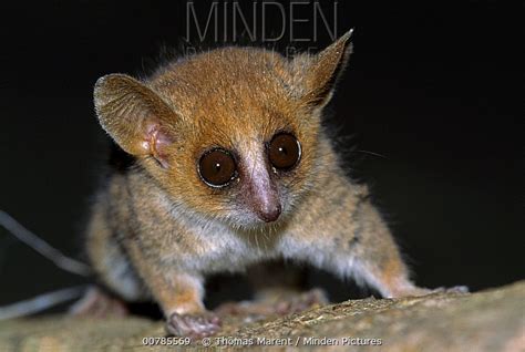 Pygmy Mouse Lemur | NatureRules1 Wiki | Fandom