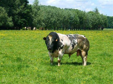 File:Belgian Blue Bull.jpg