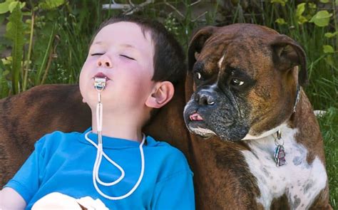 Dog Whistle Training 101: How Does It Work?