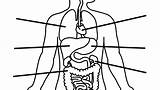 Human Organs Coloring Pages At GetColoringscom  Free Printable sketch template