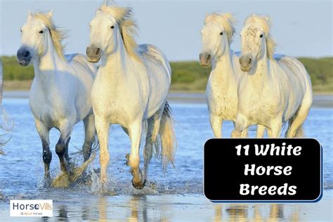 11 Beautiful White Horse Breeds (History & Characteristics)