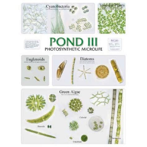 Pond Water Organisms Identification Chart