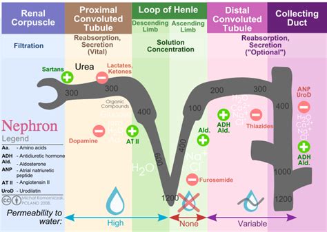 Nephron Reabsorption Diagram