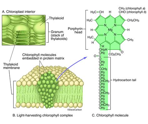 Chlorophyll Molecular Structure | Carlson Stock Art