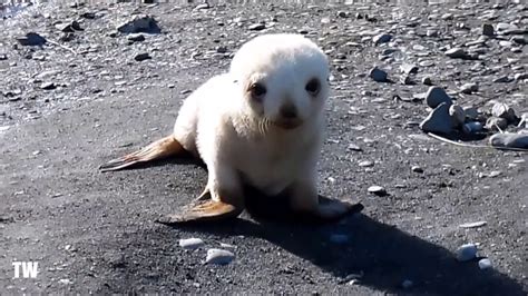 Baby ALBINO Seal Playing On The Beach! - YouTube