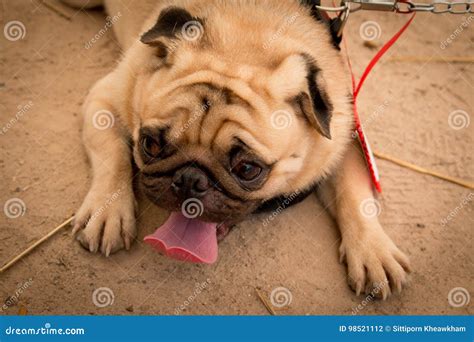 Funny face of pug dog stock photo. Image of confused - 98521112