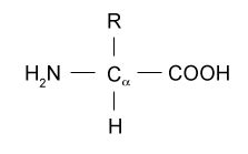 Amino acids