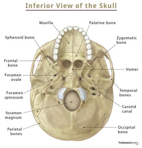 38 inferior skull anatomy labeled