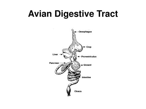 PPT - Avian Digestive Tract PowerPoint Presentation, free download - ID ...