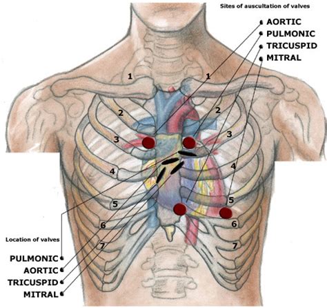 Heart Auscultation landmarks Diagram | Quizlet