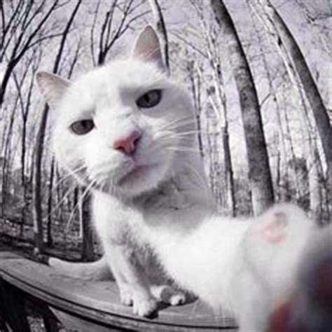 16 Cat 'selfies' ideas | cats, crazy cats, cat selfie