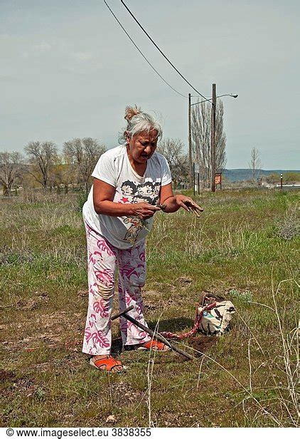 This photo is an elder Native American woman digging for camas Indian sweet potatoes in a ...