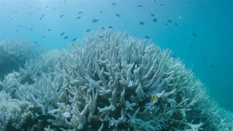 Coral bleaching hits the Great Barrier Reef for the second year in a row