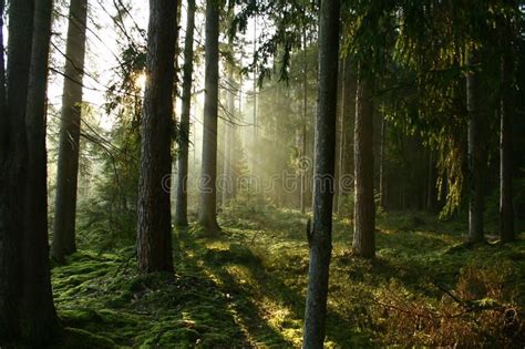 Morning in the forest. Early morning in the forest,you can see rays of the sun t , #Ad, #Early ...