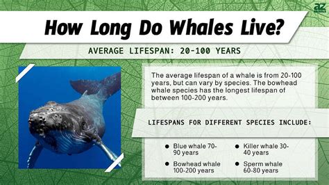 Whale Lifespan: How Long Do Whales Live? - A-Z Animals