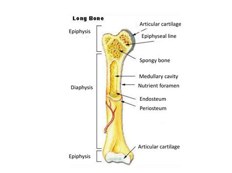 PPT - Epiphysis PowerPoint Presentation, free download - ID:2201699