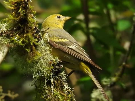 Western Tanager | Audubon Field Guide