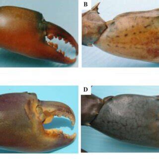 (PDF) Morphological study and application of multivariate analysis for the mud crab genus Scylla ...