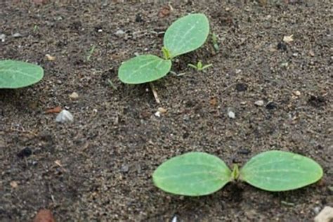 Zucchini Plant Spacing for Optimal Growth – Urban Garden Gal