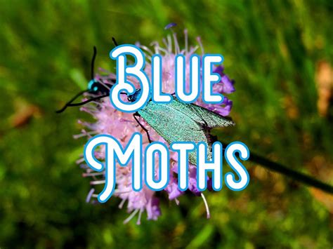 17 Stunning Blue Moths (Pictures And Identification)