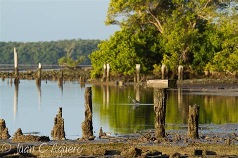 juanKaphotos: Flamingo, Everglades National Park II