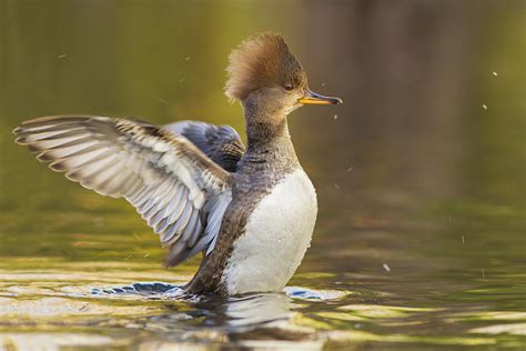 Female Hooded Merganser Photograph by Mircea Costina Photography - Fine Art America