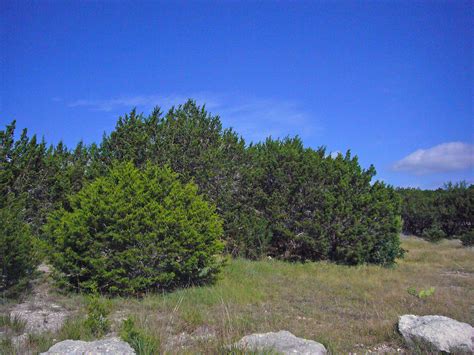 L1110790a | Old Ashe Juniper at Balcones Canyonlands NWR, Tr… | Flickr