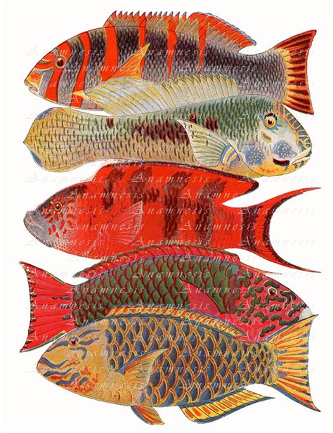 TROPICAL FISH Art Print Printable Instant Download Sea Life Illustration for Framing, Totes ...