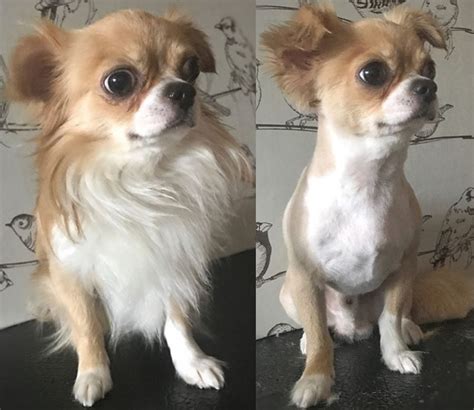 10 Best Long-Haired Chihuahua Haircuts – Page 2 – The Paws | Dog haircuts, Long haired chihuahua ...