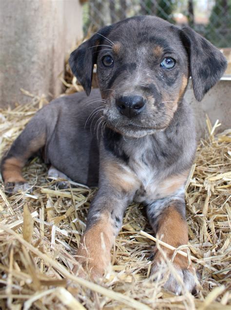 Louisiana Catahoula Leopard Dog - 64 Parishes