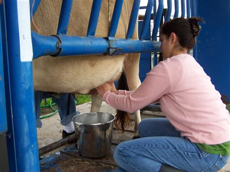 A2A2 Family Milk Cows For Sale in East Texas